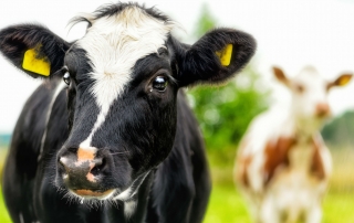 black_cow