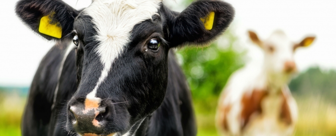 black_cow