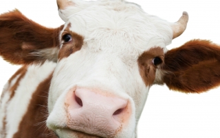 cow_look