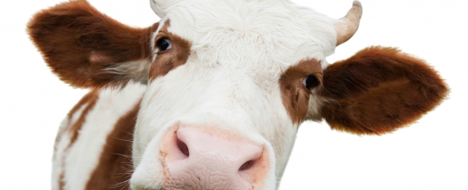 cow_look