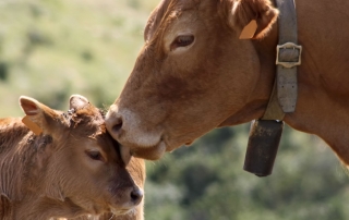 cow_with