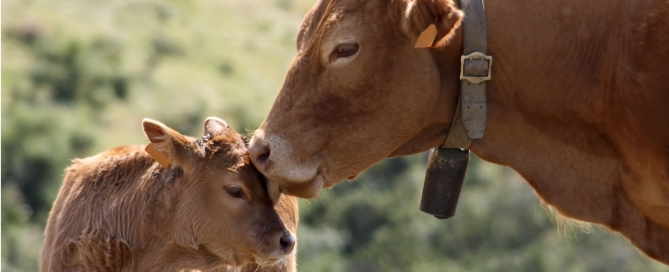 cow_with