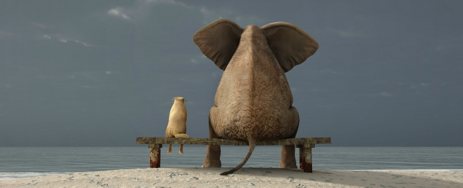 elephant